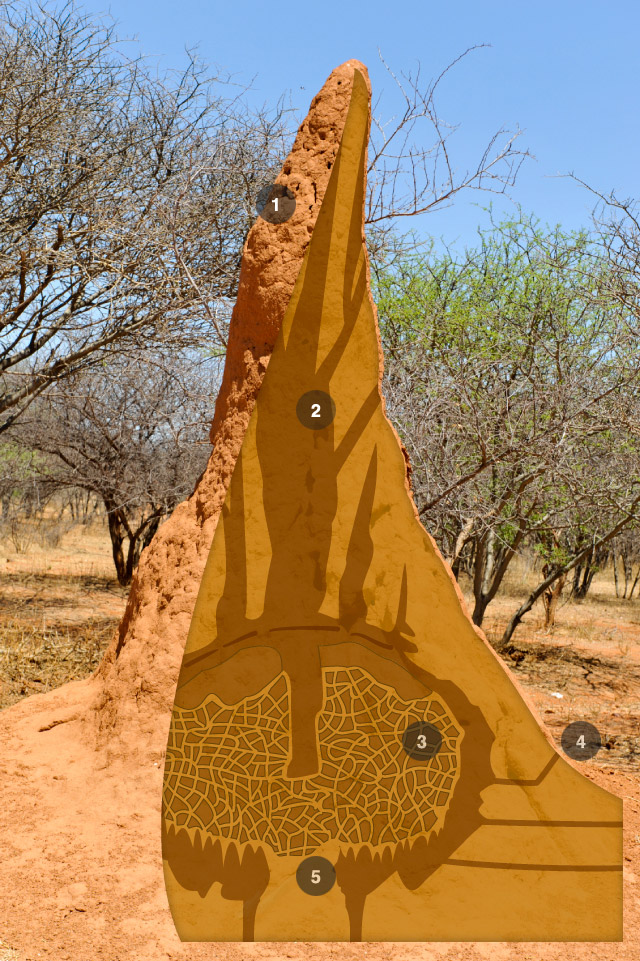 termite_mound