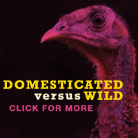 domesticatedwildsmall