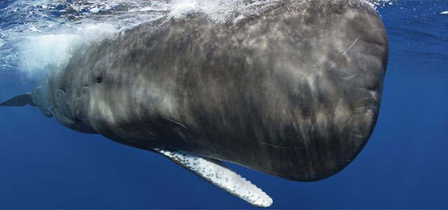 Sperm Whale