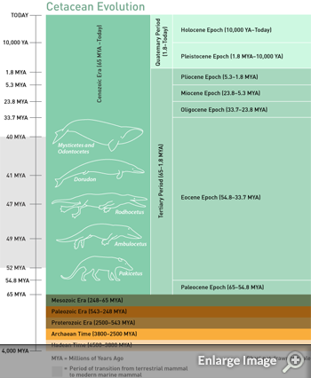 Cetacean Evolution