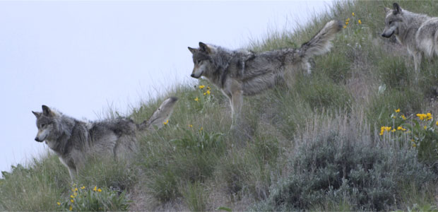 Wolves in Idaho's River of No Return Wilderness Post