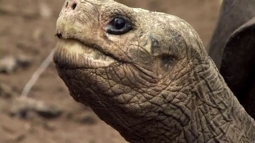 The giant tortoise Lonesome George