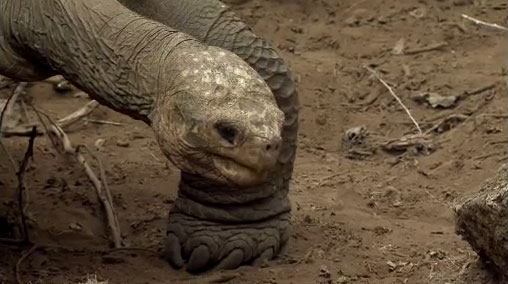 The giant tortoise Lonesome George