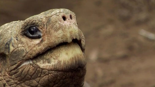 The giant tortoise Lonesome George