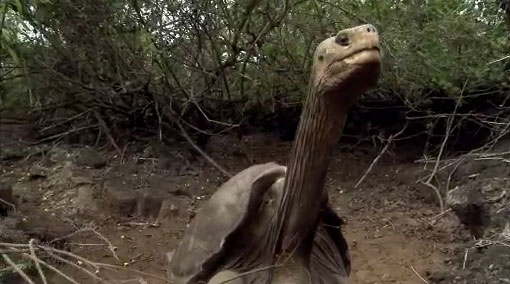 The giant tortoise Lonesome George