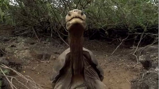 The giant tortoise Lonesome George