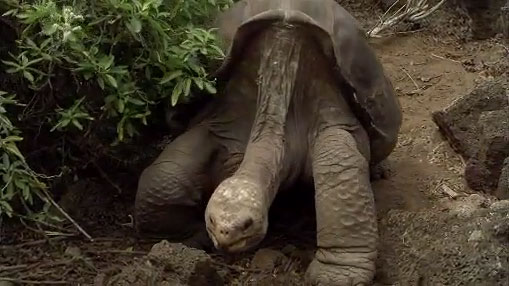 The giant tortoise Lonesome George