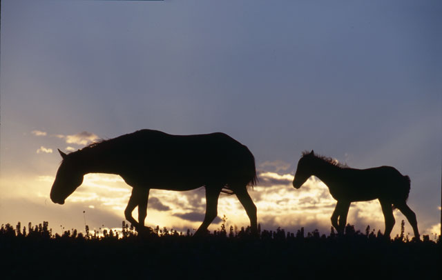 marefoalsilhouette