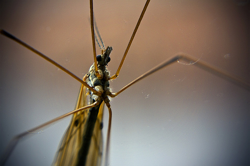 Mosquito. Photograph Credit: Flickr user Aesum via Creative Commons