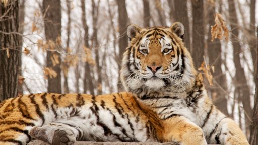 Siberian Tiger Quest