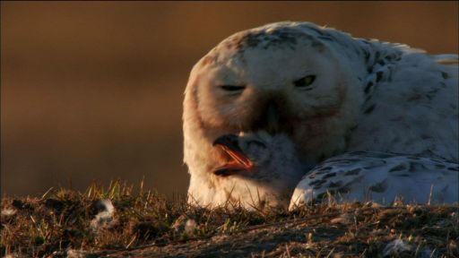 Owl Hatchlings