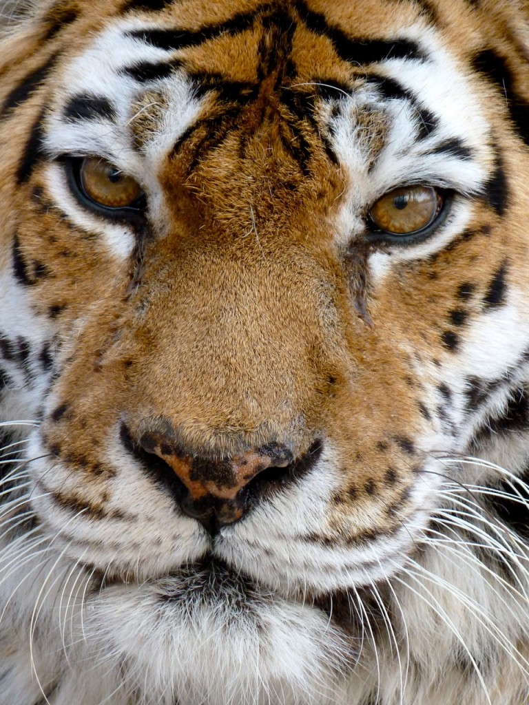 Siberian Tiger Quest