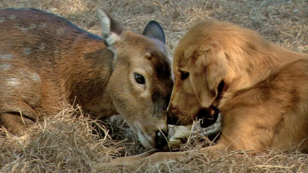 Amy (Sitka deer) and Ransom (golden retriever) share a few Eskimo kisses.