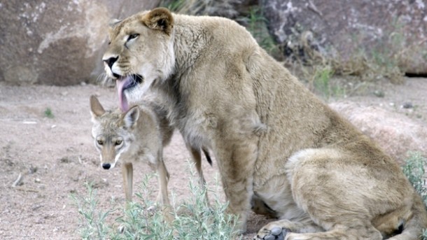 Anthony (lion) looks after Riley (coyote).