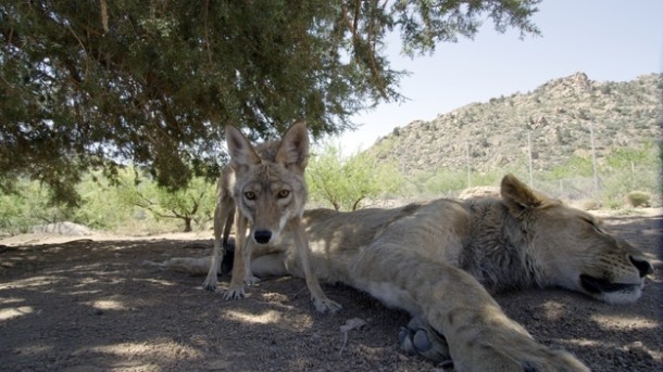 Anthony (lion) sleeps while Riley (coyote) stands guard.