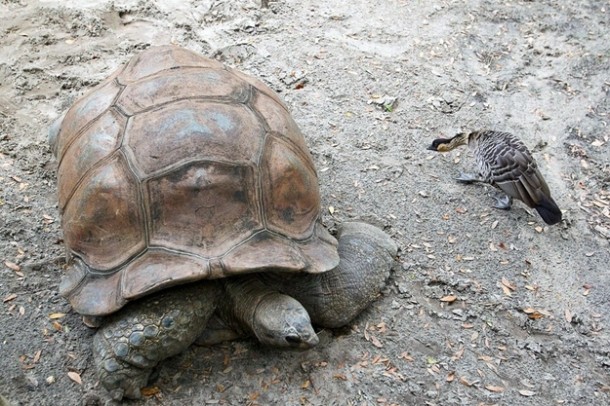 Tortoise and Goose, these two are inseparable.