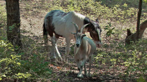 Jack (the goat) and Charlie (the horse), go for a stroll. Charlie is blind, so Jack helps him get around.