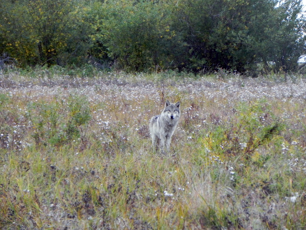 Cold Warriors: Wolves and Buffalo