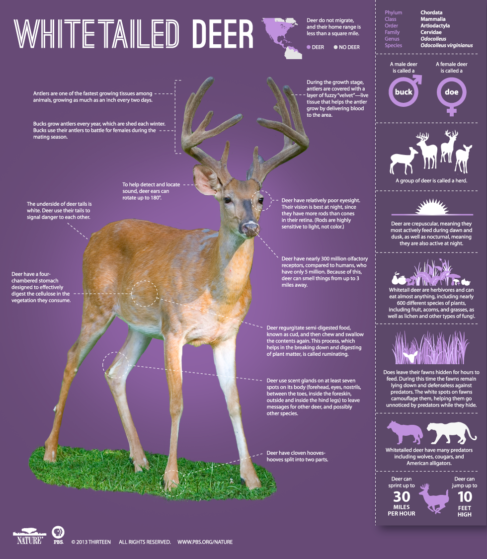 Whitetailed Deer Infographic