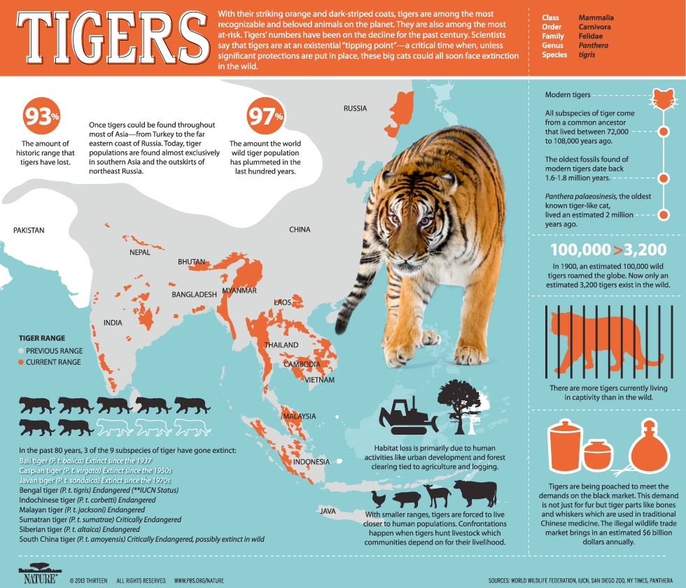 Tigers, PBS Nature