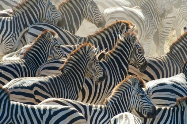 Zebras, PBS Nature's Great Zebra Exodus