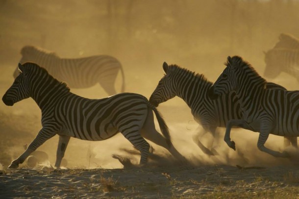 Zebras, PBS Nature's Great Zebra Exodus