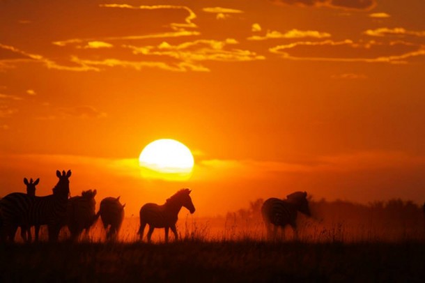 Zebras, PBS Nature's Great Zebra Exodus