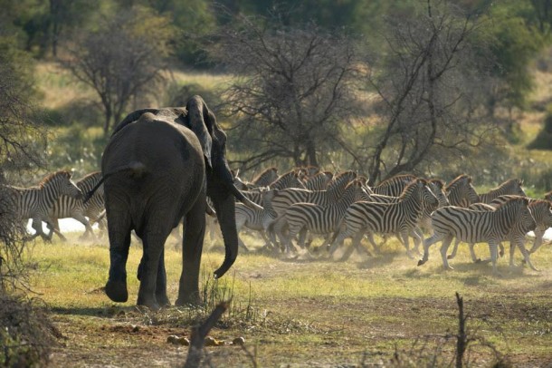 Zebras and Elephant, PBS Nature's Great Zebra Exodus