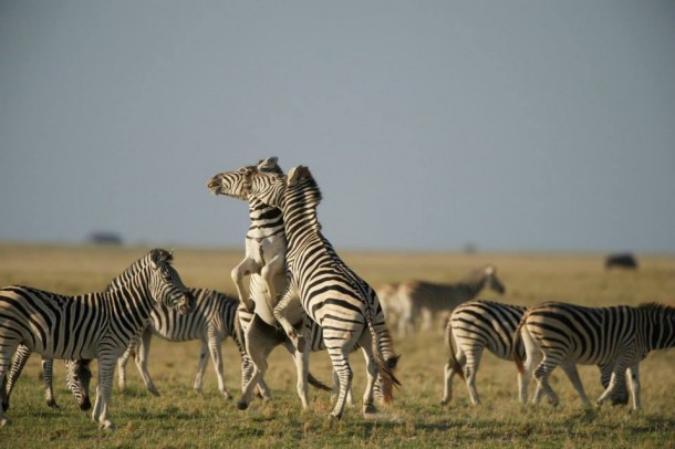 Zebras, PBS Nature's Great Zebra Exodus