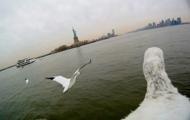 Snow geese flying over Hudson River, New York