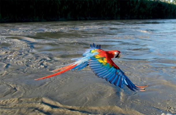 Scarlet Macaw in flight, Manu River, Peru