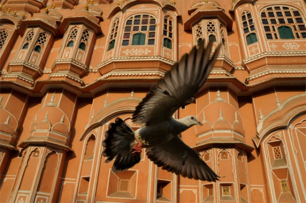 Rock Dove, Palace of the Winds, Jaipur, India