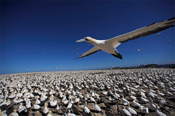 Cape gannet flying over gannet colony, Bird Island, South Africa