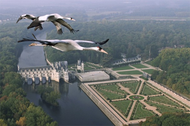 Common Cranes flying over Château Chenonceau, France