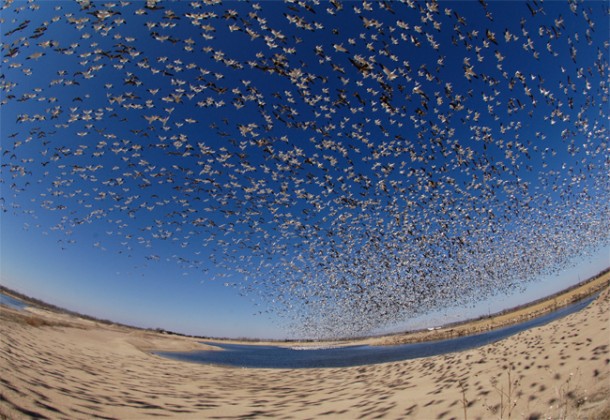 Bird’s-eye view of snow geese flock flying over Nebraska, USA