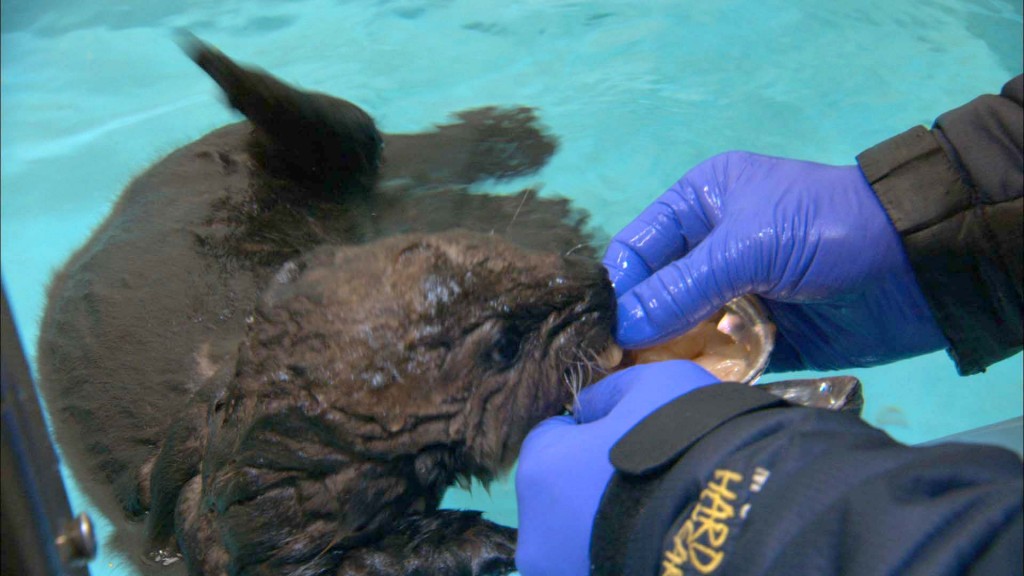 Otter 501 gets a first taste of solid food