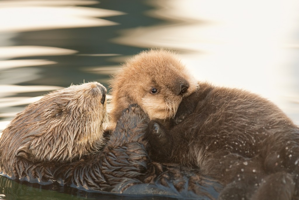 A Southern Sea Otter mom grooms her pup 