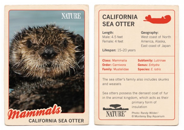 California-Sea-Otter-Trading-Card