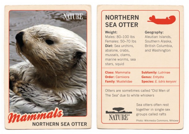 Northern-Sea-Otter-Trading-Card-1