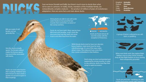  Infographic: All About Ducks