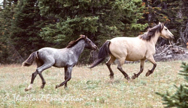 Diamond, as a colt, runs with Isabella in September,1994 after a roundup in which his two brothers were killed.