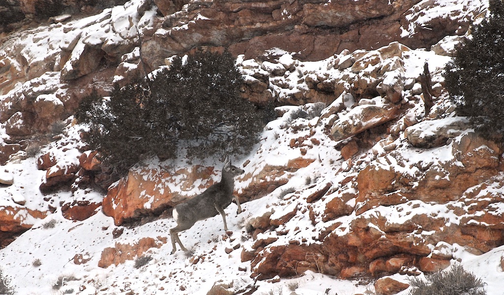 A mule deer doe near the Bighorn Canyon