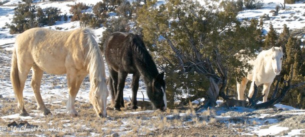 Cloud, Mato Ska and Encore in late December 2013 