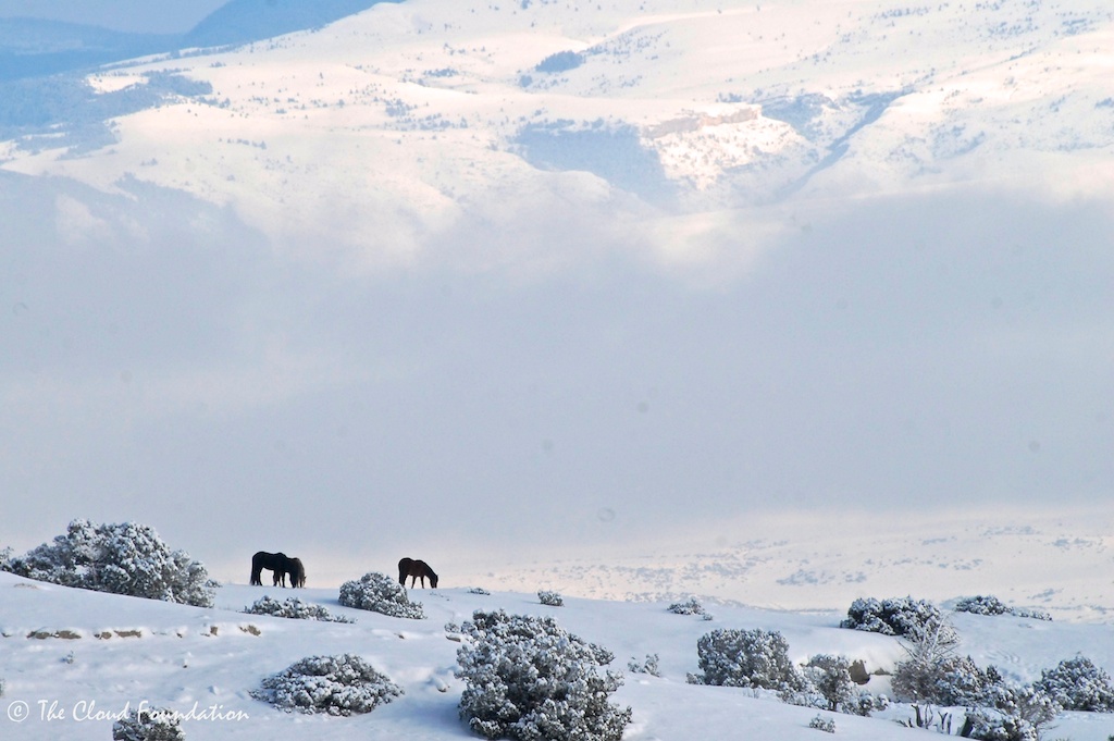 Part of Diamond's band in front of the Bighorn Mountains