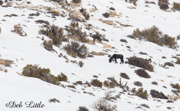 Diamond, below us and far to our left, is foraging all alone. 