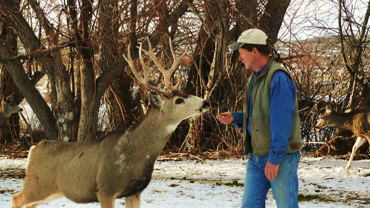 Living Among The Mule Deer, Babe and Joe