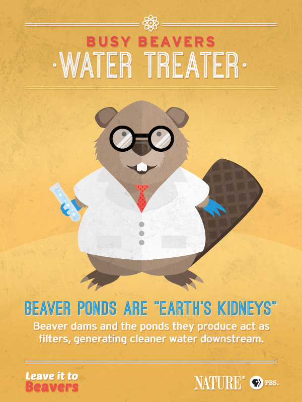 Leave it to Beavers: Water Treater