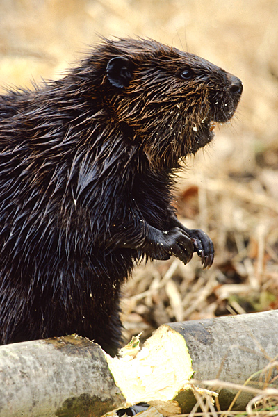 naat-beavers-factsheet