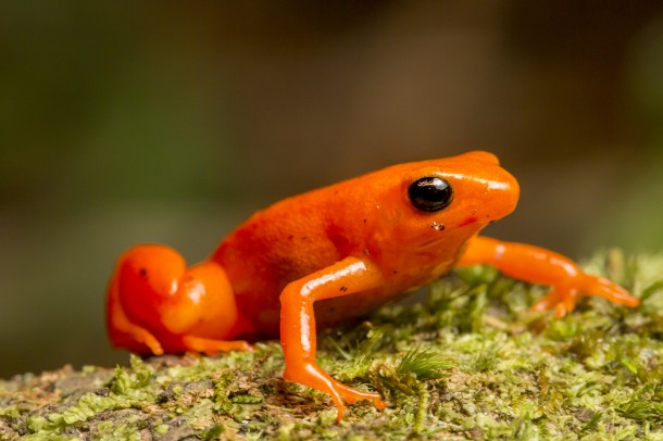 Golden Mantella/<i>Robin Moore</i>