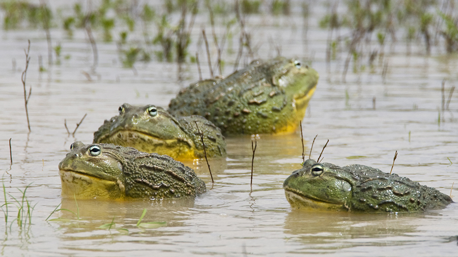 African Bullfrogs